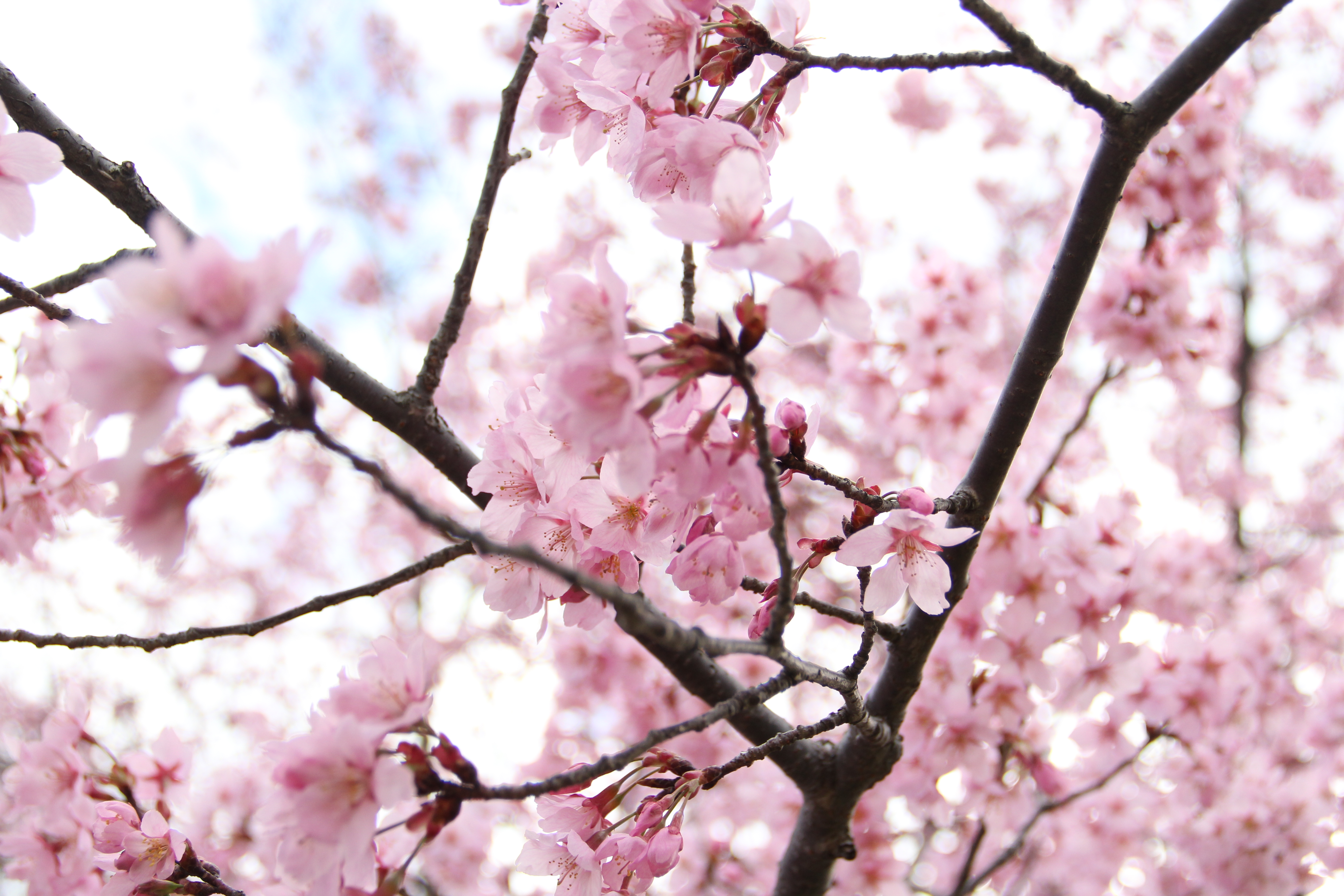 cherryblossom